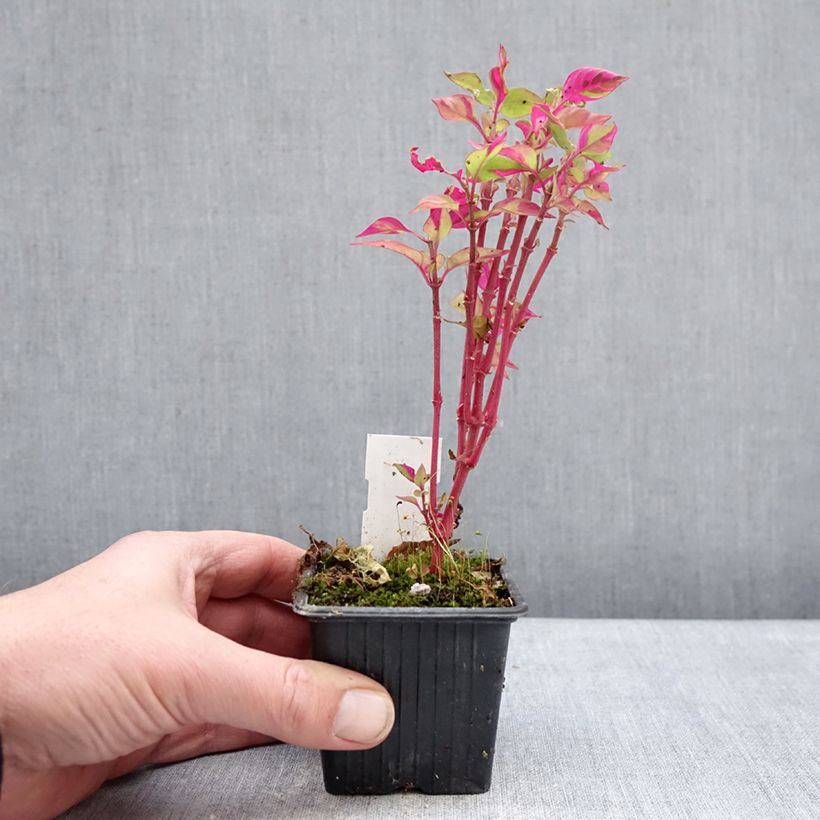 Exemplar von Alternanthera ficoidea Party Time - Papageienblatt Kleine Töpfe von 8/9 cm wie im Winter geliefert