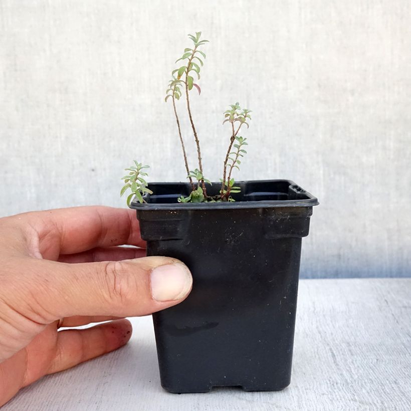 Exemplar von Alyssum argenteum - Silber-Steinkresse Kleine Töpfe von 7/8 cm wie im Sommer geliefert