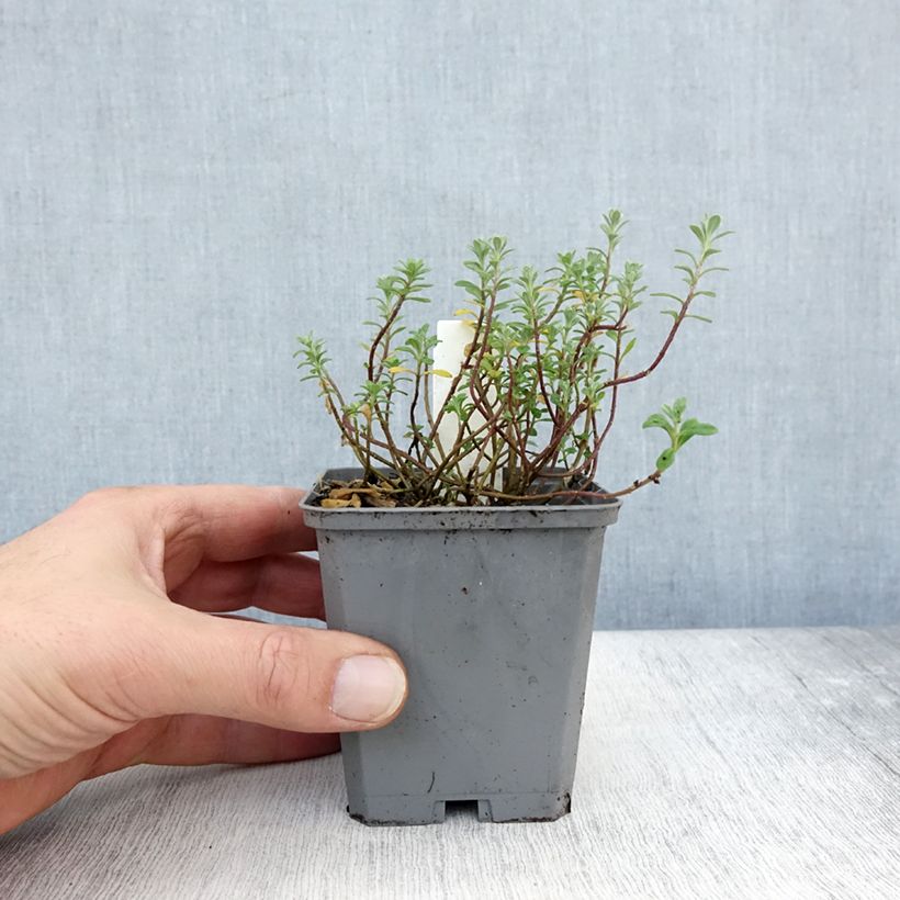 Exemplar von Alyssum montanum Berggold - Berg-Steinkresse Kleine Töpfe von 8/9 cm wie im Herbst geliefert