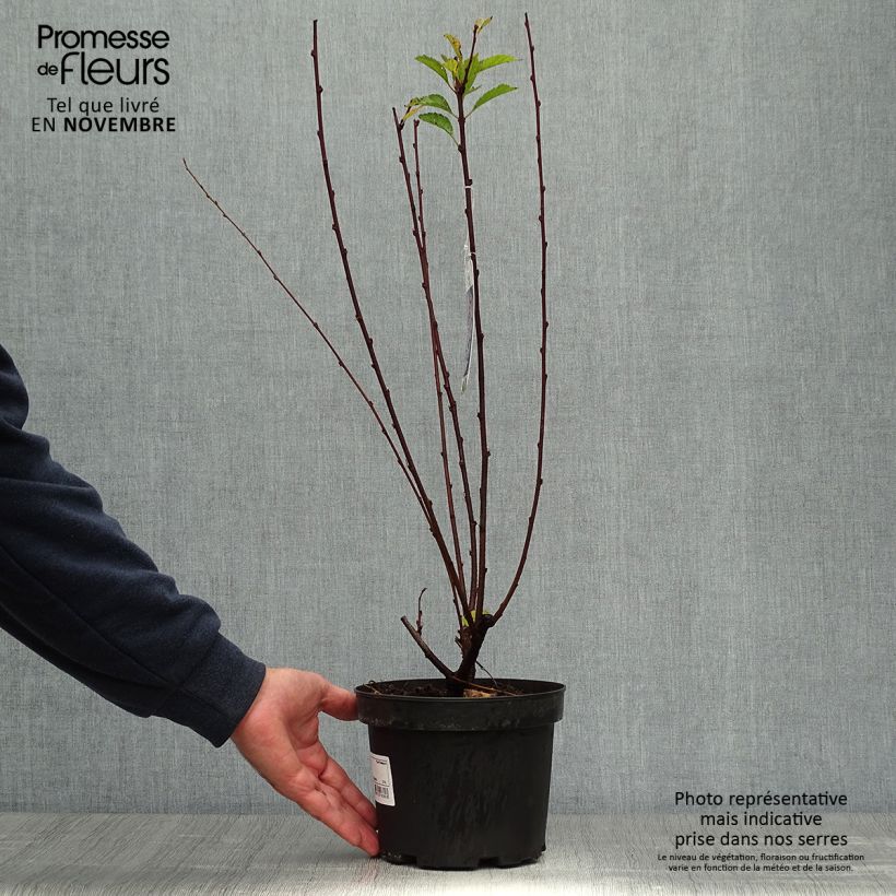 Exemplar von Mandelbäumchen - Prunus triloba Topf mit 2L/3L wie im Herbst geliefert