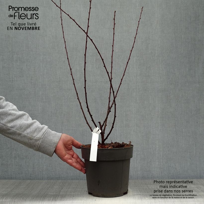 Exemplar von Mandelbäumchen - Prunus triloba Topf mit 4L/5L wie im Herbst geliefert