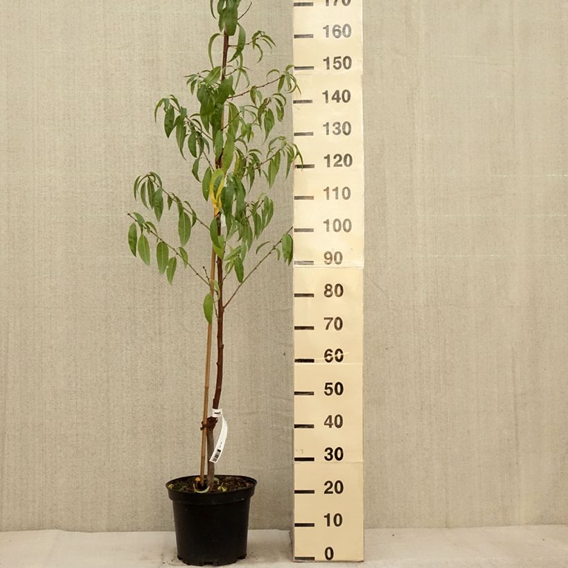Exemplar von Mandelbaum - Prunus dulcis Topf mit 4L/5L, Strauch wie im Herbst geliefert