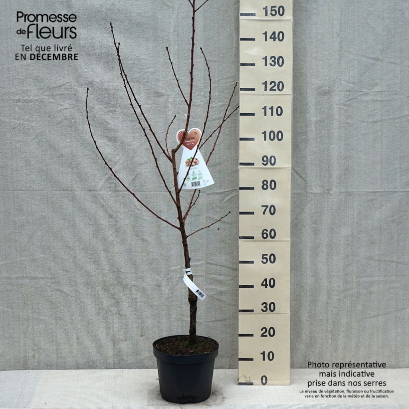 Exemplar von Mandelbaum - Prunus dulcis Topf mit 4L/5L, Strauch wie im Winter geliefert