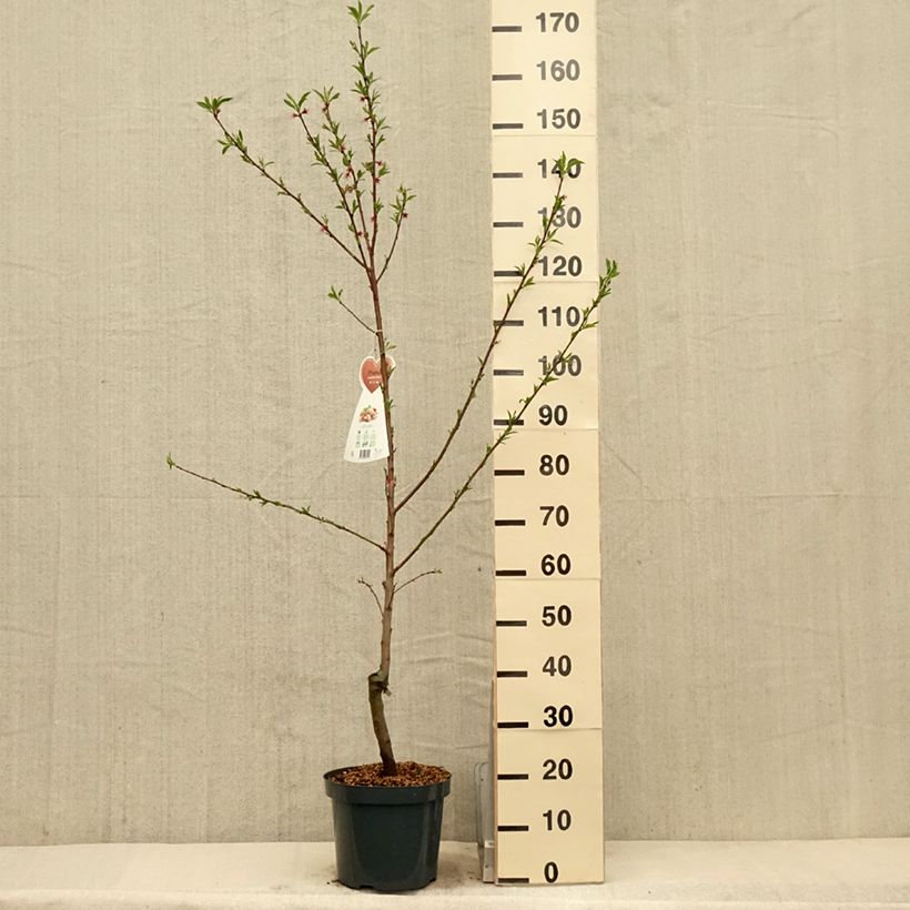 Exemplar von Mandelbaum - Prunus dulcis Topf mit 4L/5L, Strauch wie im Frühjahr geliefert