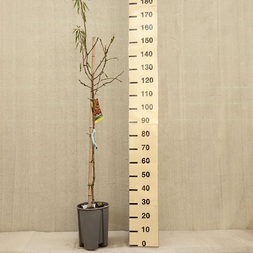 Exemplar von Mandelbaum - Prunus dulcis Topf mit 7,5L/10L, Halbstamm wie im Herbst geliefert