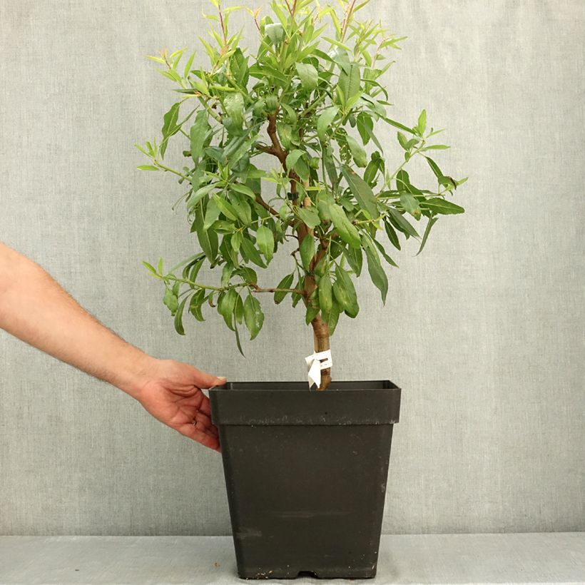 Exemplar von Mandelbaum Fruit me Almond me - Prunus dulcis Topf mit 12L/15L, Zwergform wie im Sommer geliefert