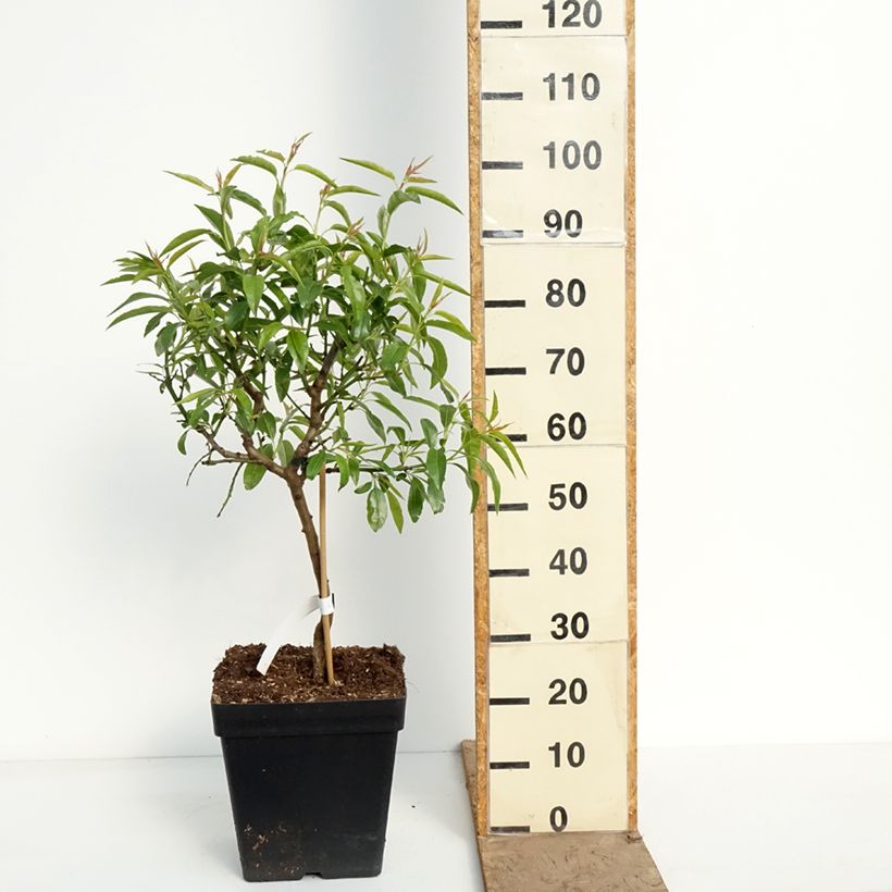 Exemplar von Mandelbaum Fruit me Almond me - Prunus dulcis Topf mit 12L/15L, Zwergform wie im Frühjahr geliefert