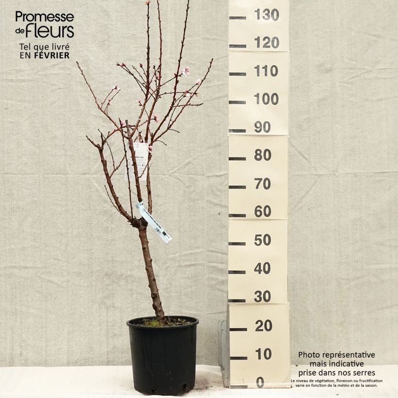Exemplar von Mandelbaum Garden Prince - Prunus dulcis Topf mit 6L/7L, Zwergform wie im Winter geliefert