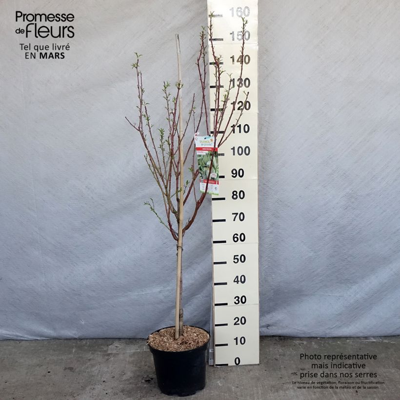 Exemplar von Mandelbaum Princesse - Prunus dulcis Topf mit 7,5L/10L, Gobelet-Form wie im Frühjahr geliefert