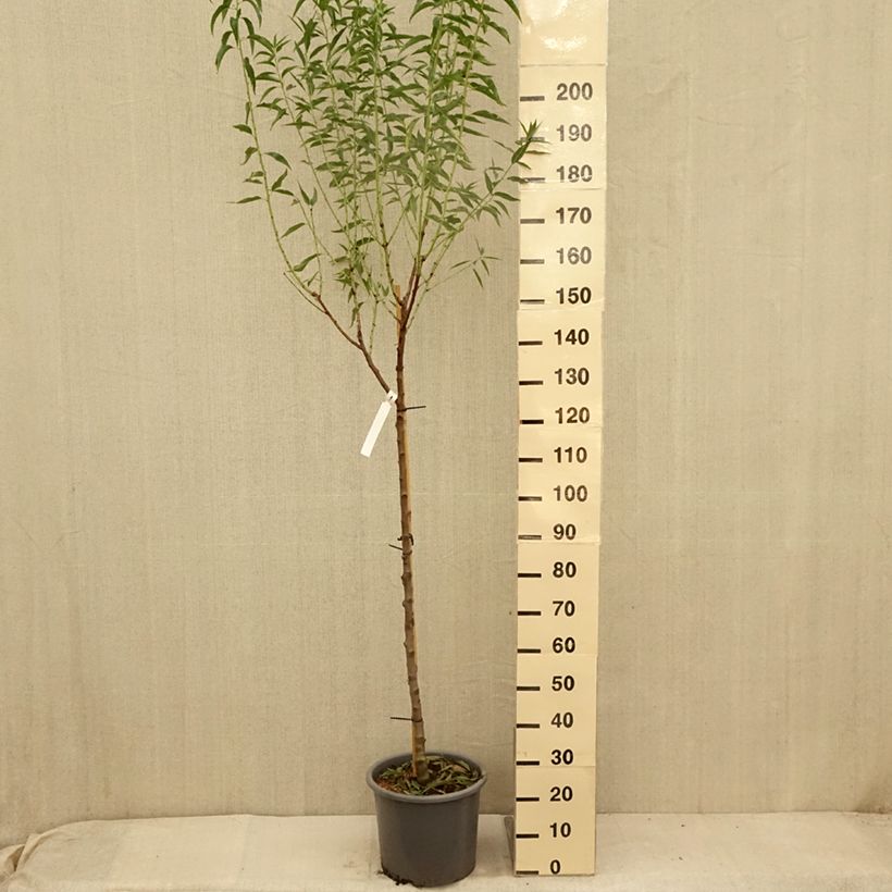 Exemplar von Mandelbaum Supernova - Prunus dulcis Topf mit 12L/15L, Halbstamm wie im Sommer geliefert