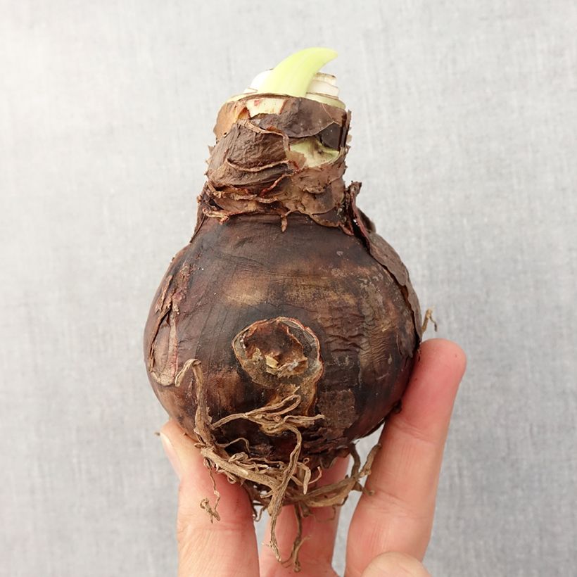 Exemplar von Hippeastrum Benfica - Ritterstern Zwiebel Kaliber/Größe 30/32 wie im Frühjahr geliefert