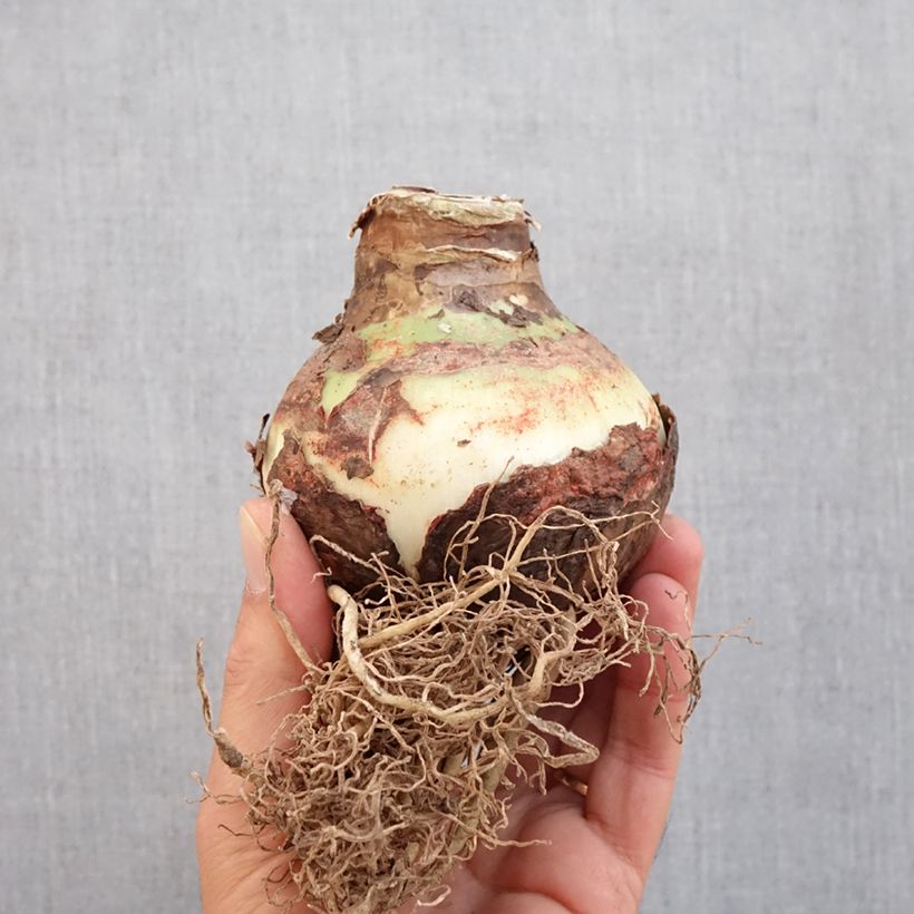 Exemplar von Hippeastrum Double King - Ritterstern Zwiebel Kaliber/Größe 24/26 wie im Herbst geliefert