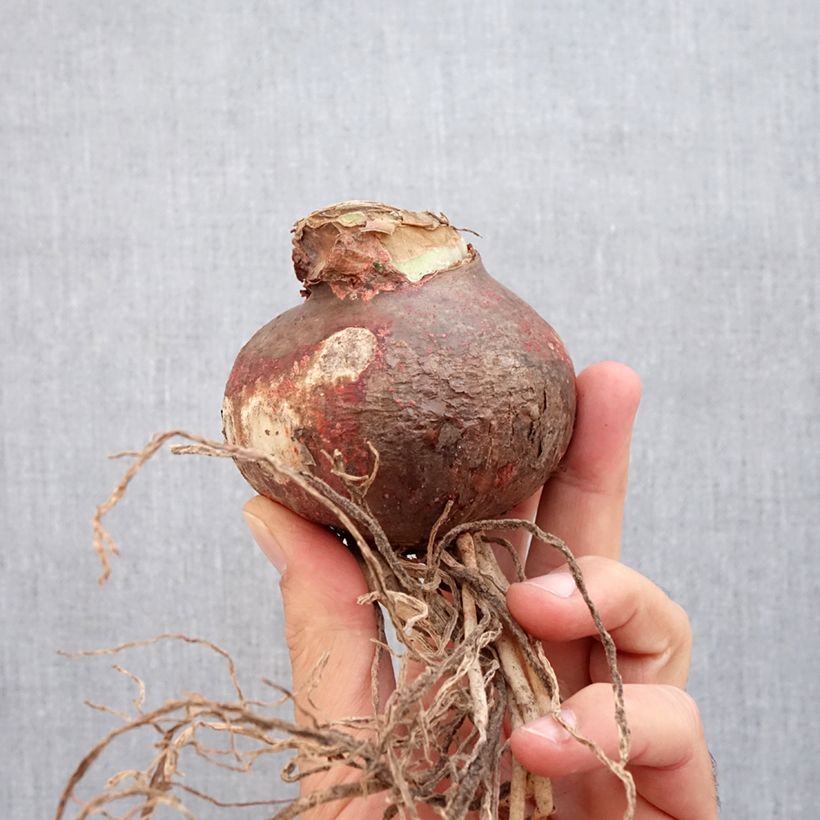 Exemplar von Hippeastrum Marilyn - Ritterstern Zwiebel Kaliber/Größe 24/26 wie im Herbst geliefert