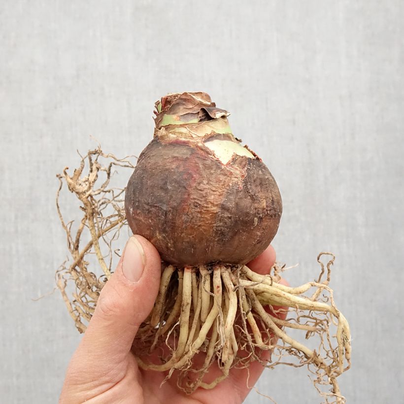 Exemplar von Amaryllis Neon Bulbe calibre 28+ wie im Frühjahr geliefert