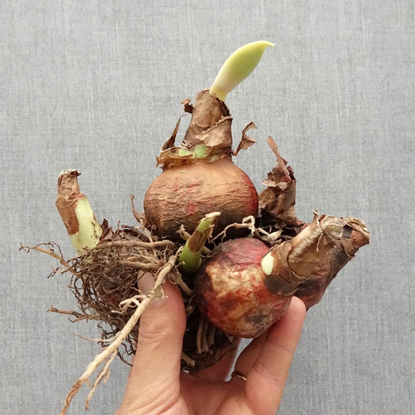 Exemplar von Hippeastrum White Garden - Ritterstern Zwiebel Kaliber/Größe I wie im Frühjahr geliefert