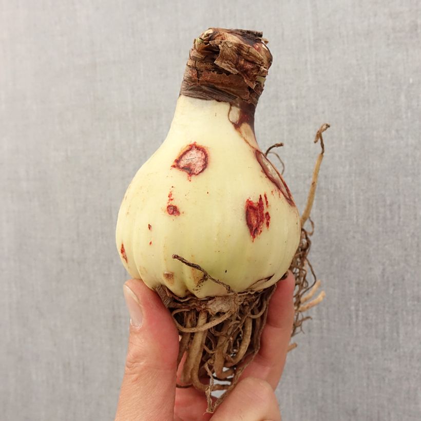 Exemplar von Hippeastrum Yellow Star - Ritterstern Zwiebel Kaliber/Größe 30/32 wie im Frühjahr geliefert