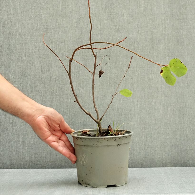 Exemplar von Erlenblättrige Felsenbirne GreatBerry Farm - Amelanchier alnifolia Topf mit 3L/4L wie im Herbst geliefert