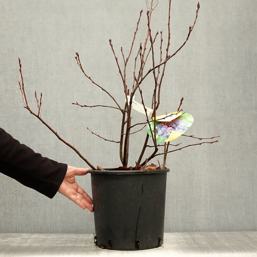 Exemplar von Erlenblättrige Felsenbirne Saskatoon Berry - Amelanchier alnifolia Topf mit 12L/15L wie im Herbst geliefert