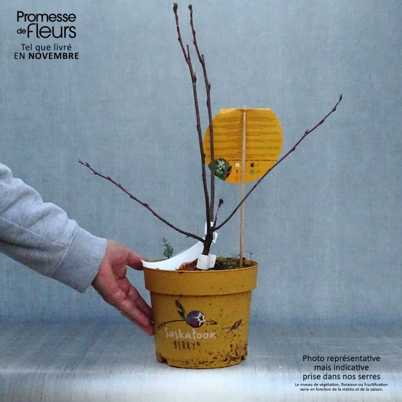 Exemplar von Erlenblättrige Felsenbirne Saskatoon Berry - Amelanchier alnifolia Topf mit 4L/5L wie im Herbst geliefert