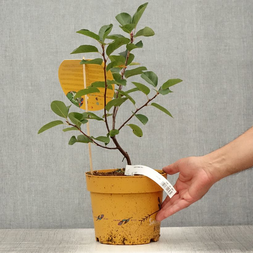 Exemplar von Erlenblättrige Felsenbirne Saskatoon Berry - Amelanchier alnifolia Topf mit 4L/5L wie im Sommer geliefert