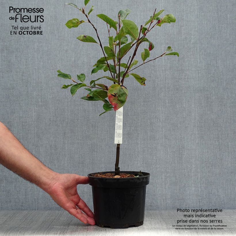 Exemplar von Amelanchier laevis Ballerina - Kahle Felsenbirne Topf mit 3L/4L wie im Herbst geliefert