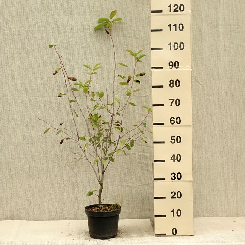Exemplar von Amelanchier laevis Ballerina - Kahle Felsenbirne Topf mit 3L/4L wie im Sommer geliefert