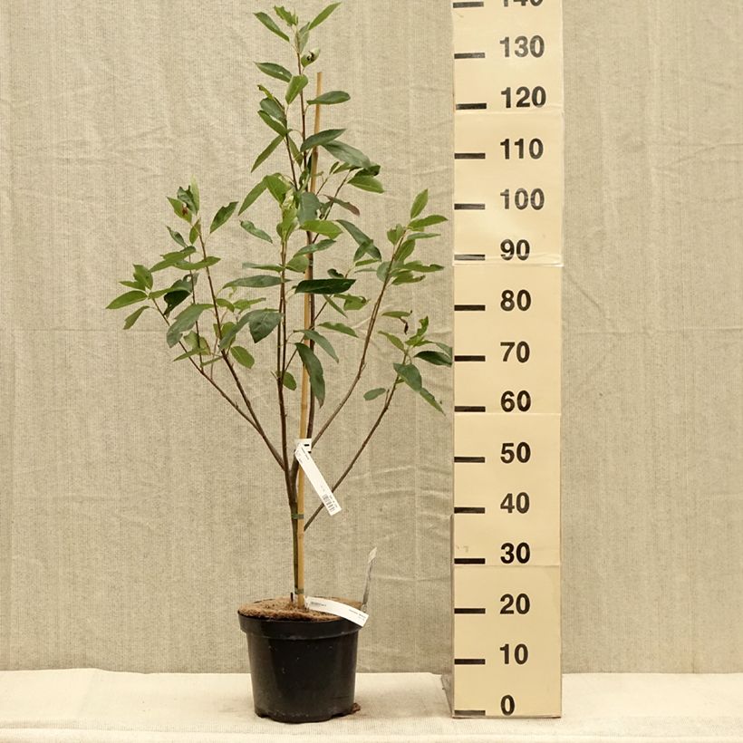 Exemplar von Amelanchier laevis Ballerina - Kahle Felsenbirne Topf mit 7,5L/10L wie im Herbst geliefert