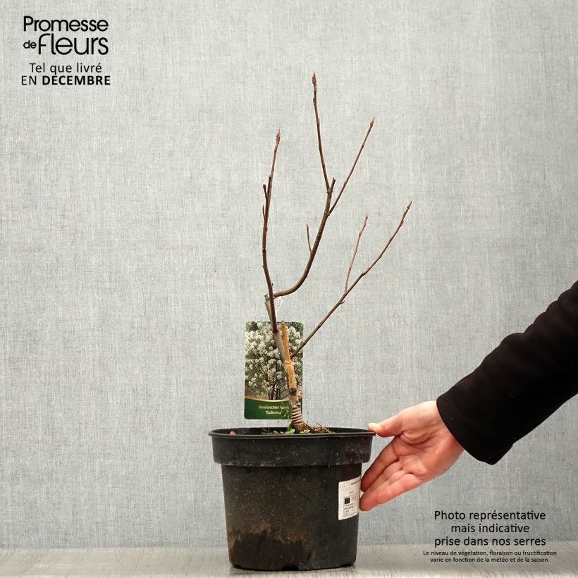 Exemplar von Amelanchier laevis Ballerina - Kahle Felsenbirne Topf mit 7,5L/10L wie im Winter geliefert