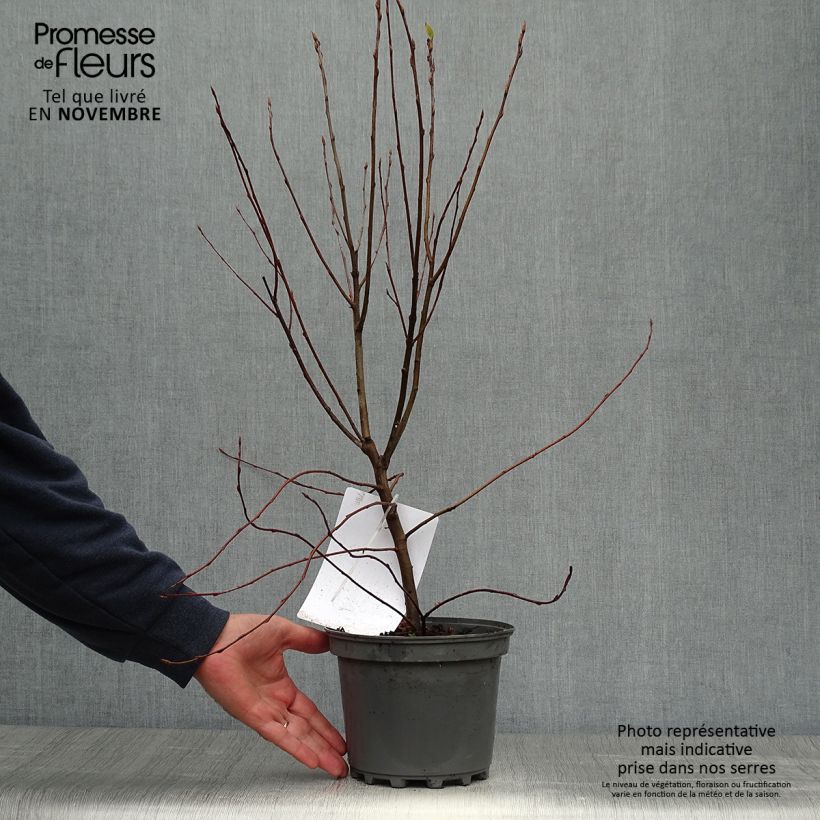 Exemplar von Amelanchier canadensis - Kanadische Felsenbirne Topf mit 2L/3L wie im Herbst geliefert