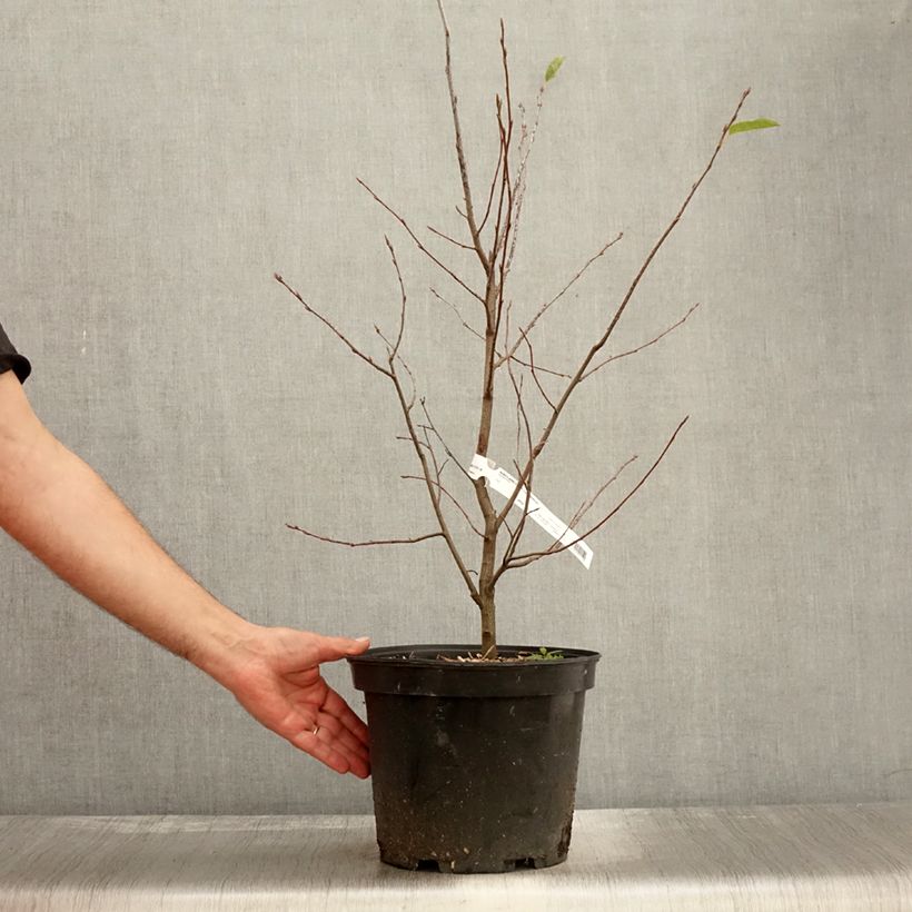 Exemplar von Amelanchier canadensis - Kanadische Felsenbirne Topf mit 7,5L/10L wie im Herbst geliefert
