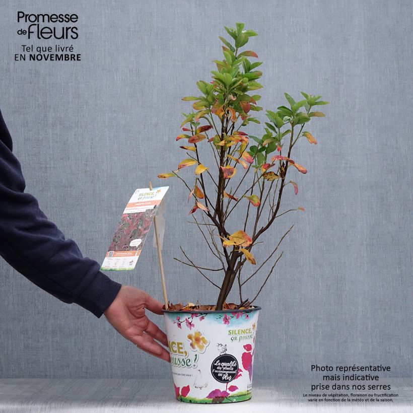 Exemplar von Amelanchier canadensis October Flame - Kanadische Felsenbirne Topf mit 4L/5L wie im Herbst geliefert