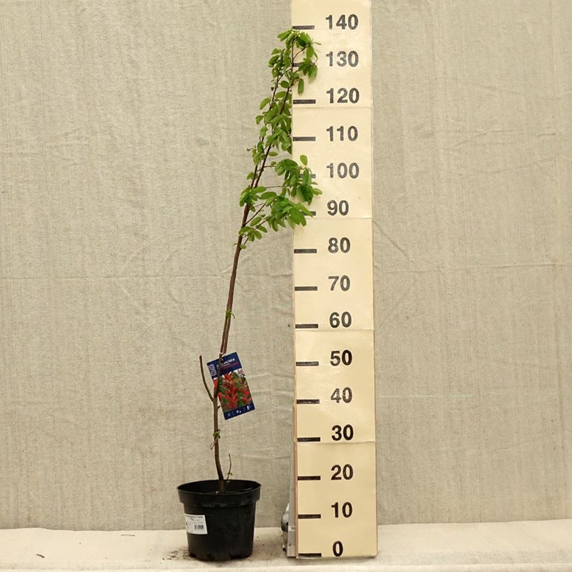 Exemplar von Amelanchier canadensis October Flame - Kanadische Felsenbirne Topf mit 4L/5L wie im Frühjahr geliefert