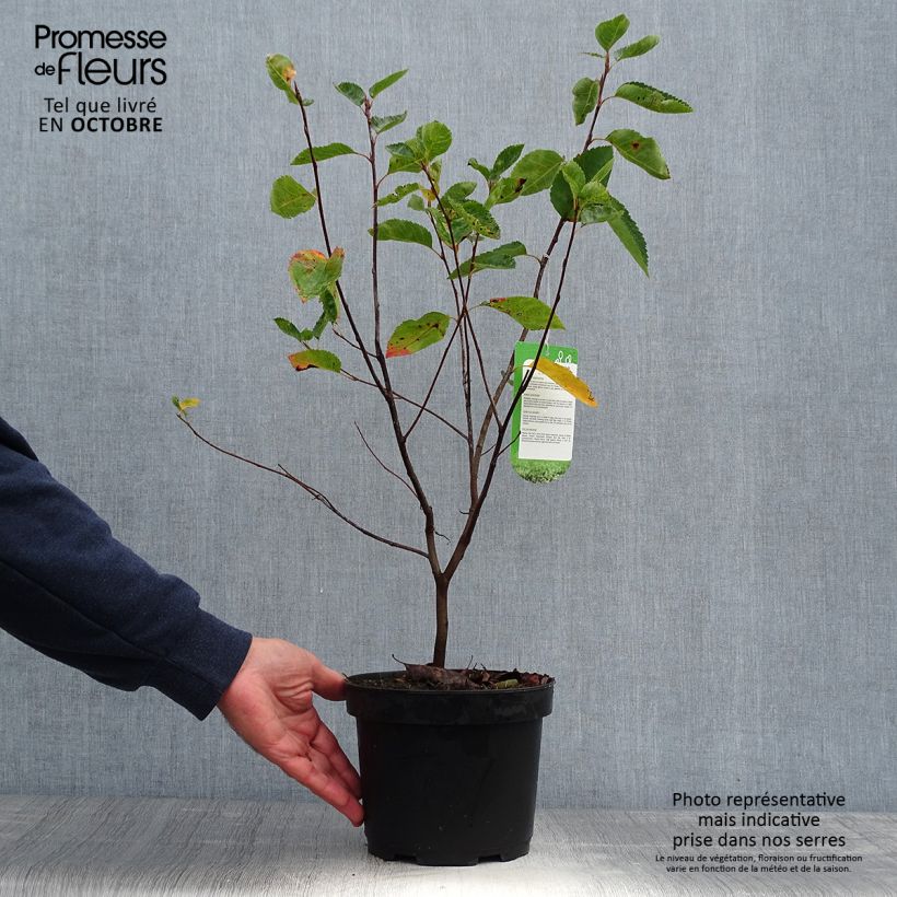 Exemplar von Amelanchier lamarckii - Kanadische Felsenbirne Topf mit 3L/4L wie im Herbst geliefert