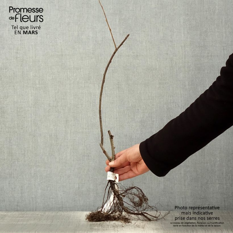 Exemplar von Amelanchier lamarckii - Kanadische Felsenbirne Wurzelnackt wie im Frühjahr geliefert