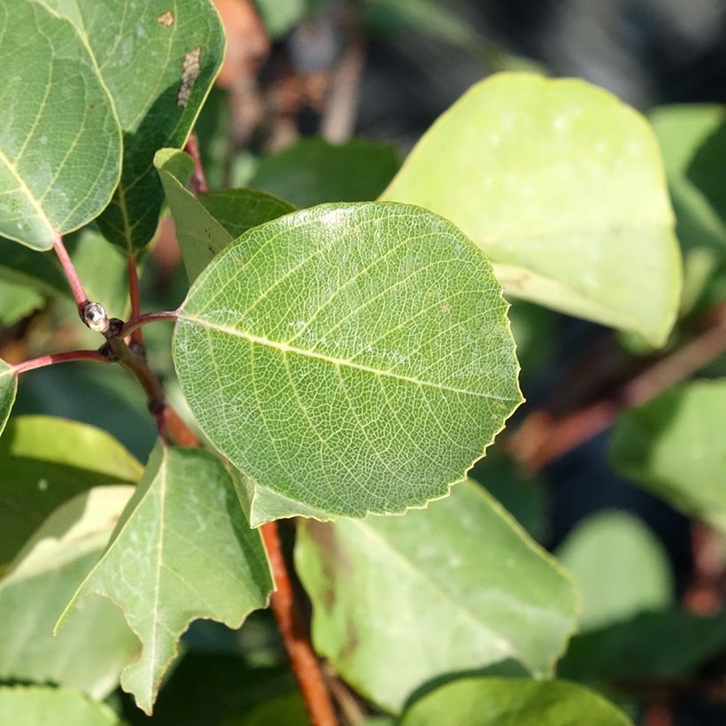 Amelanchier alnifolia Smoky - Erlenblättrige Felsenbirne (Laub)