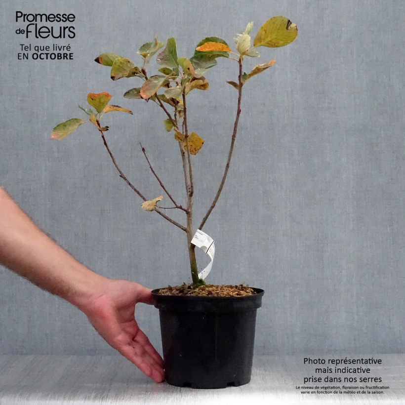Exemplar von Amelanchier alnifolia Thiessen - Erlenblättrige Felsenbirne Topf mit 2L/3L wie im Herbst geliefert