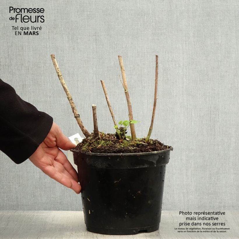 Exemplar von Amicia zygomeris - Jochblättrige Amicia Topf mit 4L/5L wie im Frühjahr geliefert