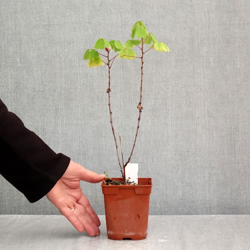 Exemplar von Amicia zygomeris - Jochblättrige Amicia Topf mit 1L/1,5L wie im Herbst geliefert