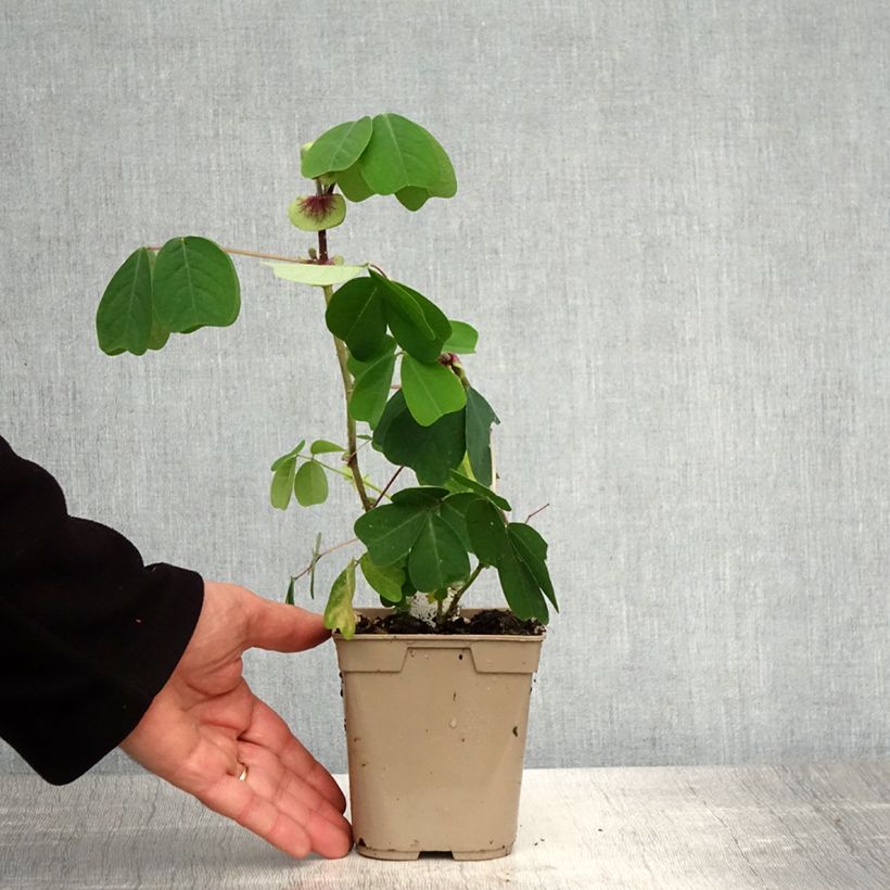 Exemplar von Amicia zygomeris - Jochblättrige Amicia Topf mit 1L/1,5L wie im Frühjahr geliefert