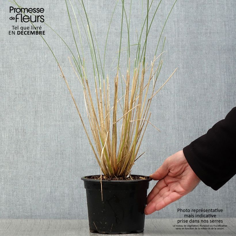 Exemplar von Ammophila arenaria - Strandhafer Topf mit 2L/3L wie im Herbst geliefert