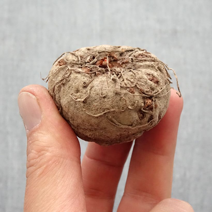 Exemplar von Amorphophallus napalensis - Titanenwurz Zwiebel Kaliber/Größe 16+ wie im Frühjahr geliefert