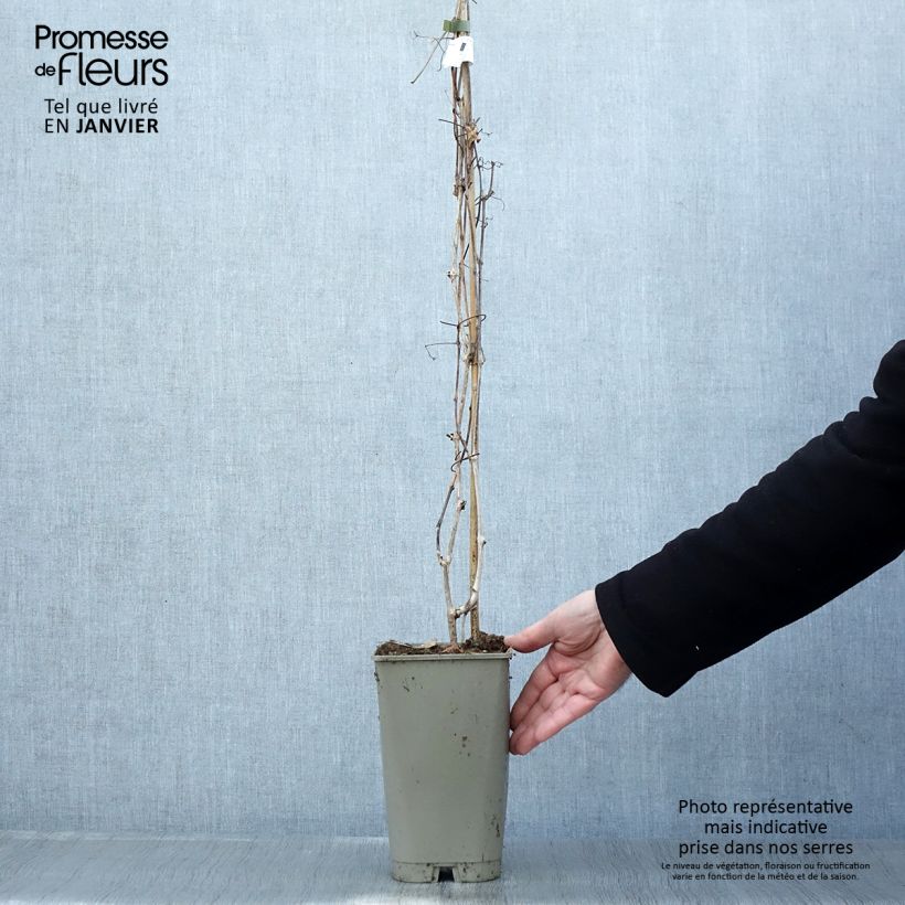 Exemplar von Ampelopsis aconitifolia - Scheinrebe Topf mit 2L/3L wie im Winter geliefert