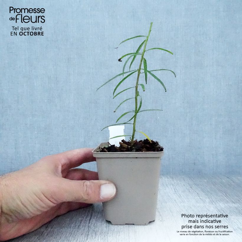 Exemplar von Amsonia ciliata - Amsonie Kleine Töpfe von 8/9 cm wie im Herbst geliefert