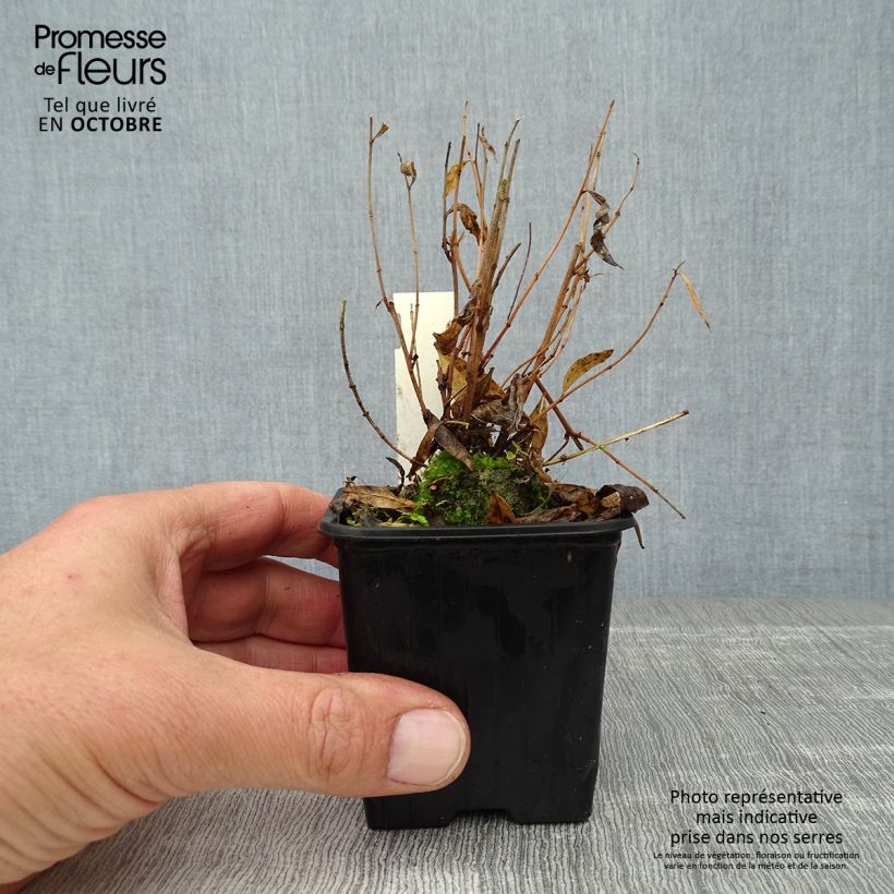 Exemplar von Amsonia Blue Ice - Amsonie Kleine Töpfe von 8/9 cm wie im Herbst geliefert