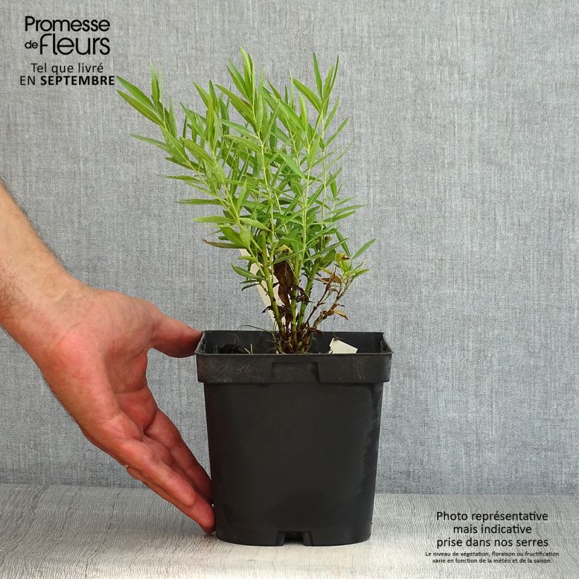 Exemplar von Amsonia Blue Ice - Amsonie Topf mit 2L/3L wie im Sommer geliefert