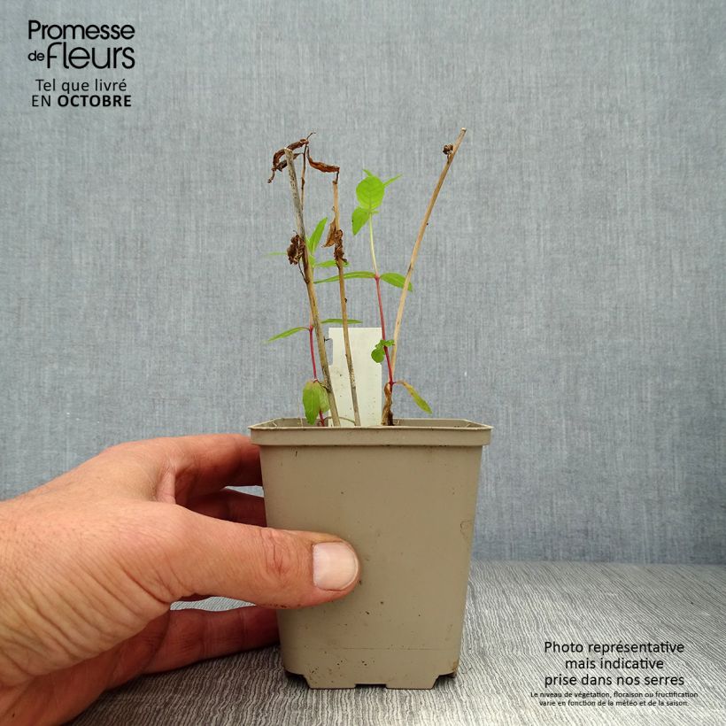 Exemplar von Amsonia orientalis - Amsonie Kleine Töpfe von 8/9 cm wie im Herbst geliefert