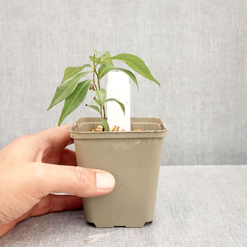 Exemplar von Amsonia tabernaemontana Storm Cloud - Amsonie Kleine Töpfe von 8/9 cm wie im Herbst geliefert