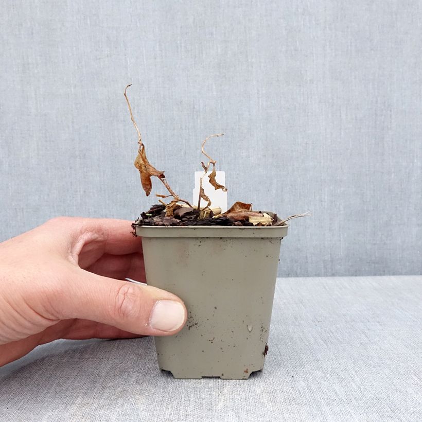 Exemplar von Amsonia tabernaemontana Storm Cloud - Amsonie Kleine Töpfe von 8/9 cm wie im Frühjahr geliefert