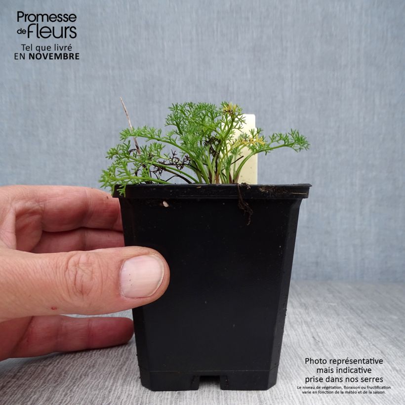 Exemplar von Anacyclus pyrethrum var. depressus - Kreisblume Kleine Töpfe von 8/9 cm wie im Herbst geliefert