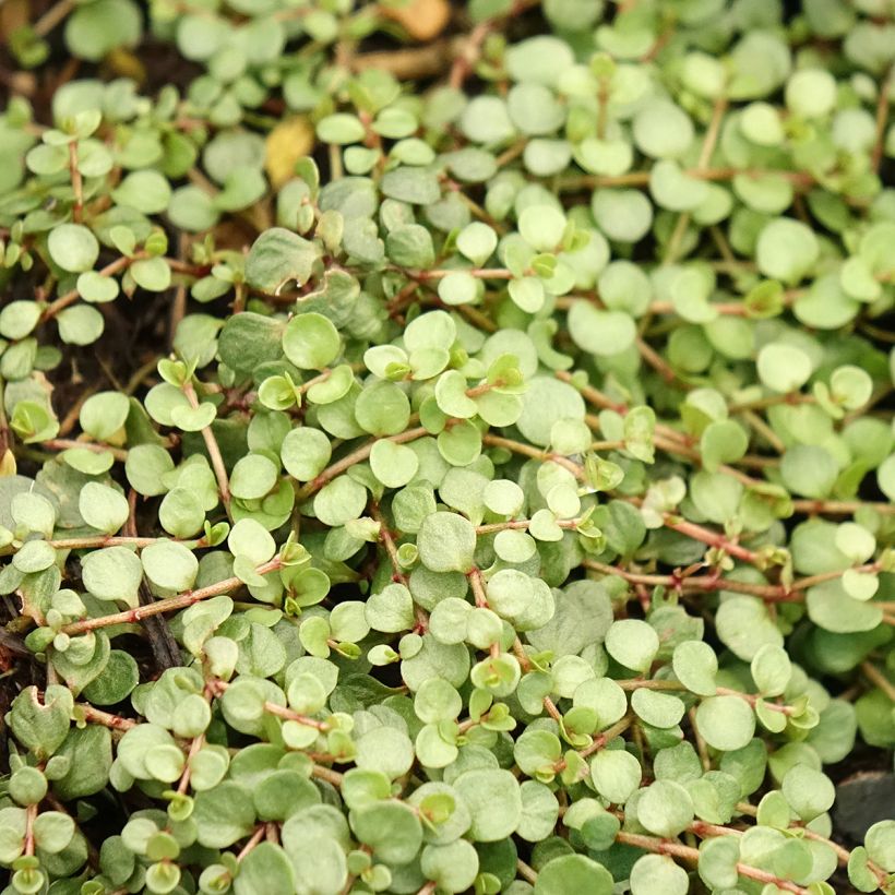 Anagallis tenella - Zarter Gauchheil (Laub)